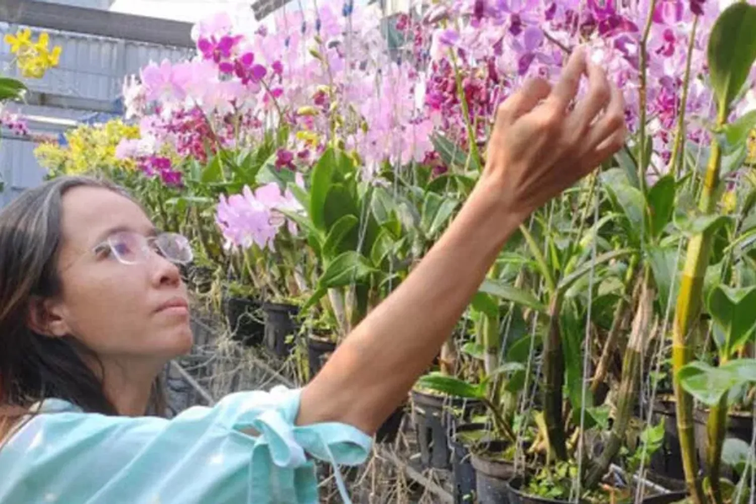 Khát vọng xây dựng thương hiệu hoa lan Việt